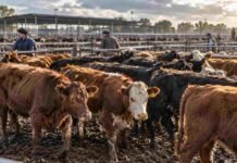 Vaquillonas tocaron $5.100 y el MAG movió más de $8.123 millones Hacienda en corrales del Mercado Agroganadero, con bovinos en primer plano y operarios trabajando al fondo durante una jornada de comercialización.