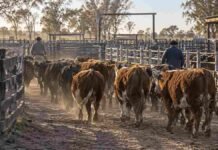Mercado Agroganadero: los precios definitivos de la hacienda de este martes 22 de septiembre Hacienda vacuna en corrales durante una jornada de comercialización ganadera, en una imagen ilustrativa de los precios del Mercado Agroganadero.
