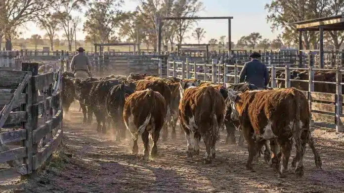 Hacienda vacuna en corrales durante una jornada de comercialización ganadera, en una imagen ilustrativa de los precios del Mercado Agroganadero.