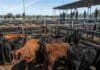 El Mercado Agroganadero cerró el viernes con precios definitivos por categoría Hacienda bovina en corrales de un mercado ganadero durante una jornada de comercialización y formación de precios por categoría.