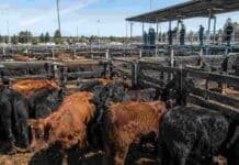 El Mercado Agroganadero cerró el viernes con precios definitivos por categoría Hacienda bovina en corrales de un mercado ganadero durante una jornada de comercialización y formación de precios por categoría.