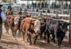 Precios de la hacienda: los valores definitivos del Mercado Agroganadero