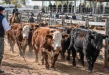 Precios de la hacienda: los valores definitivos del Mercado Agroganadero