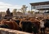 Mercado Agroganadero: cuánto se pagó por cada categoría este miércoles Hacienda vacuna en corrales del Mercado Agroganadero durante la jornada del 30 de septiembre de 2026.