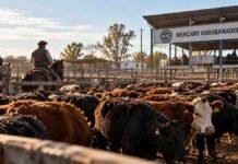 Mercado Agroganadero: cuánto se pagó por cada categoría este miércoles Hacienda vacuna en corrales del Mercado Agroganadero durante la jornada del 30 de septiembre de 2026.
