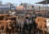 El Mercado Agroganadero cerró con precios definitivos para este miércoles 9 de septiembre Hacienda bovina en corrales del Mercado Agroganadero durante una jornada de comercialización de ganado.