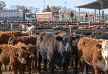 El Mercado Agroganadero cerró con precios definitivos para este miércoles 9 de septiembre Hacienda bovina en corrales del Mercado Agroganadero durante una jornada de comercialización de ganado.