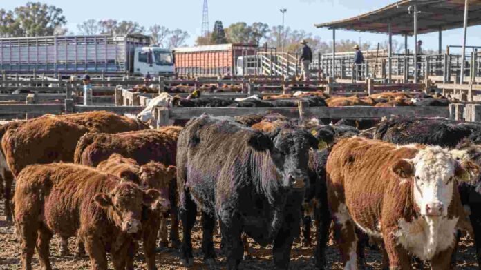 Hacienda bovina en corrales del Mercado Agroganadero durante una jornada de comercialización de ganado.