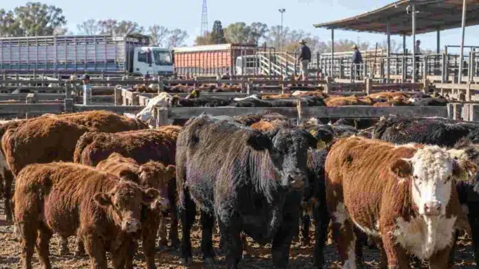 mercado-agroganadero-precios-hacienda-9-septiembre-2026 Hacienda bovina en corrales del Mercado Agroganadero durante una jornada de comercialización de ganado.