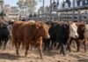 Mercado Agroganadero: así cerraron los precios de la hacienda este viernes 18 de septiembre Hacienda vacuna en corrales del mercado ganadero, durante una jornada de comercialización y referencia de precios por categoría.