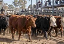 Mercado Agroganadero: así cerraron los precios de la hacienda este viernes 18 de septiembre Hacienda vacuna en corrales del mercado ganadero, durante una jornada de comercialización y referencia de precios por categoría.