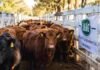 Mercado Agroganadero: difundieron los precios definitivos de este martes Hacienda bovina en los corrales del Mercado Agroganadero durante una jornada de comercialización y formación de precios.