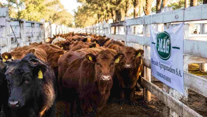 Hacienda bovina en los corrales del Mercado Agroganadero durante una jornada de comercialización y formación de precios.