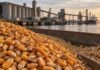 El maíz mejora para la nueva campaña y la soja retrocede en Rosario Montículo de maíz en primer plano en una terminal portuaria de granos de Rosario, con soja y trigo al costado, silos y buque de carga al fondo al atardecer.