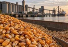 El maíz mejora para la nueva campaña y la soja retrocede en Rosario Montículo de maíz en primer plano en una terminal portuaria de granos de Rosario, con soja y trigo al costado, silos y buque de carga al fondo al atardecer.