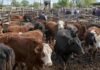 Hacienda en Cañuelas: así cerraron los precios por categoría este miércoles Hacienda vacuna en corrales durante una jornada de comercialización y remate en el mercado ganadero argentino.