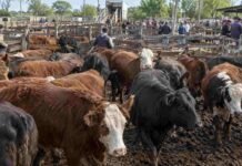 Hacienda en Cañuelas: así cerraron los precios por categoría este miércoles Hacienda vacuna en corrales durante una jornada de comercialización y remate en el mercado ganadero argentino.