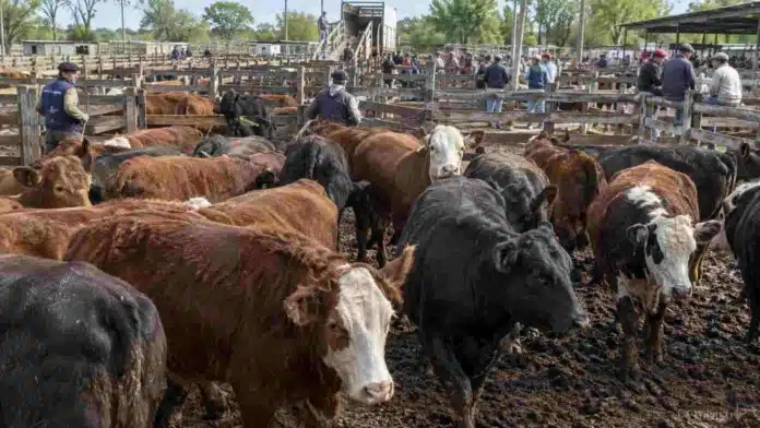 Hacienda vacuna en corrales durante una jornada de comercialización y remate en el mercado ganadero argentino.