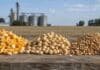 Granos: la soja resistió en $560.000 y el maíz perdió fuerza sin la referencia de Chicago Granos de maíz, soja y trigo separados en primer plano, con silos de almacenamiento al fondo, en una imagen representativa del mercado de granos.