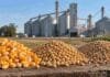 Granos: maíz en alza, soja estable y trigo contenido: así cerró la semana en Rosario Granos de maíz, soja y trigo frente a silos de acopio, en una imagen representativa del mercado de granos en Argentina.