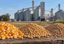 Granos: maíz en alza, soja estable y trigo contenido: así cerró la semana en Rosario Granos de maíz, soja y trigo frente a silos de acopio, en una imagen representativa del mercado de granos en Argentina.