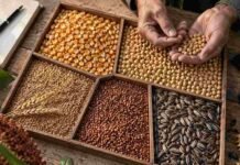 Granos: el maíz arrancó la semana con mejores precios y más ofertas para entregas futuras Maíz, soja, trigo, sorgo y girasol separados en compartimentos mientras un productor inspecciona los granos, en una imagen ilustrativa del mercado agrícola.