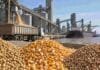 Granos: Chicago impulsa al maíz y la soja en Rosario, mientras el sorgo gana compradores Soja, maíz y trigo en una terminal portuaria de granos de Rosario, con camiones, silos y un buque de carga durante una jornada de comercialización.