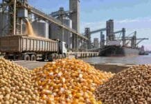 Granos: Chicago impulsa al maíz y la soja en Rosario, mientras el sorgo gana compradores Soja, maíz y trigo en una terminal portuaria de granos de Rosario, con camiones, silos y un buque de carga durante una jornada de comercialización.