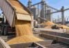 Granos: la soja subió en Rosario, el maíz sostuvo la demanda y el trigo volvió a quedar sin cambios Descarga de granos en una terminal portuaria, con silos y logística de exportación vinculada al mercado agrícola de Rosario.