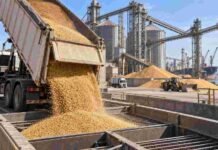 Granos: la soja subió en Rosario, el maíz sostuvo la demanda y el trigo volvió a quedar sin cambios Descarga de granos en una terminal portuaria, con silos y logística de exportación vinculada al mercado agrícola de Rosario.