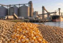 Granos: cupos y logística sostienen los negocios de soja y maíz en Rosario Soja, maíz y trigo junto a una terminal portuaria de granos en Rosario, en una jornada de comercialización del mercado agrícola.