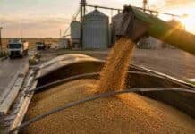 Granos: soja, maíz y trigo avanzan, Chicago contagia al mercado local con subas generalizadas Carga de soja a granel en un camión dentro de una planta de acopio, en una jornada de comercialización del mercado de granos.