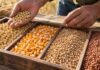 Granos: el maíz cambió de rumbo en Rosario mientras soja y trigo resistieron la baja de Chicago Soja, maíz y trigo separados en compartimentos durante una revisión de granos vinculada al mercado agrícola de Rosario.