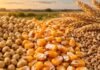 Granos: el USDA presionó al maíz: exportadores retiraron ofertas en Rosario tras el mediodía Granos de soja, maíz y trigo en primer plano, en una imagen que representa la operatoria y las cotizaciones del mercado de granos.