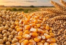 Granos: el USDA presionó al maíz: exportadores retiraron ofertas en Rosario tras el mediodía Granos de soja, maíz y trigo en primer plano, en una imagen que representa la operatoria y las cotizaciones del mercado de granos.