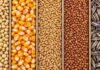 Granos: viernes bajista para los granos: la soja retrocedió y el trigo volvió a quedar estable Soja, maíz, trigo, sorgo y girasol dispuestos en franjas lineales para ilustrar la evolución del mercado de granos.