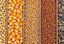 Granos: viernes bajista para los granos: la soja retrocedió y el trigo volvió a quedar estable Soja, maíz, trigo, sorgo y girasol dispuestos en franjas lineales para ilustrar la evolución del mercado de granos.