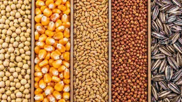 Soja, maíz, trigo, sorgo y girasol dispuestos en franjas lineales para ilustrar la evolución del mercado de granos.