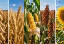 Granos: soja: mejoraron las ofertas sobre el cierre, pero persisten las dificultades logísticas Soja, trigo, maíz, sorgo y girasol representados en franjas verticales para ilustrar la evolución del mercado de granos.