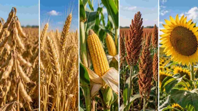 Soja, trigo, maíz, sorgo y girasol representados en franjas verticales para ilustrar la evolución del mercado de granos.
