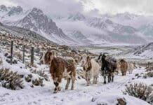 Las nevadas alcanzarán la cordillera de Mendoza: esperan entre 15 y 30 cm Cabras caminan por un sendero cubierto de nieve en un paisaje cordillerano, ilustración de las nevadas previstas en Mendoza.