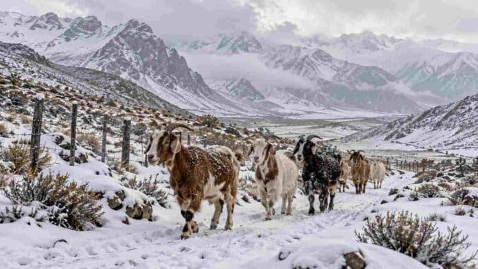 nevadas-cordillera-mendoza-cabras-nieve Cabras caminan por un sendero cubierto de nieve en un paisaje cordillerano, ilustración de las nevadas previstas en Mendoza.