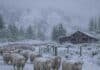 La nieve gana intensidad en la Patagonia: prevén hasta 30 centímetros en Neuquén y Río Negro Majada de ovejas Corriedale bajo una intensa nevada en una zona cordillerana de la Patagonia, con una cabaña rural y montañas cubiertas de nieve al fondo.