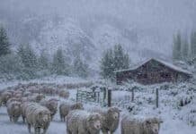 La nieve gana intensidad en la Patagonia: prevén hasta 30 centímetros en Neuquén y Río Negro Majada de ovejas Corriedale bajo una intensa nevada en una zona cordillerana de la Patagonia, con una cabaña rural y montañas cubiertas de nieve al fondo.