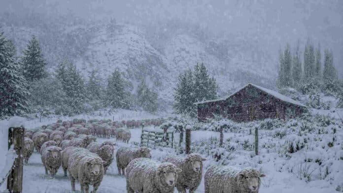 nevadas-ovejas-corriedale-patagonia-neuquen-rio-negro Majada de ovejas Corriedale bajo una intensa nevada en una zona cordillerana de la Patagonia, con una cabaña rural y montañas cubiertas de nieve al fondo.