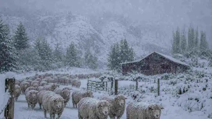 nevadas-ovejas-corriedale-patagonia-neuquen-rio-negro Majada de ovejas Corriedale bajo una intensa nevada en una zona cordillerana de la Patagonia, con una cabaña rural y montañas cubiertas de nieve al fondo.