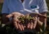 Una variedad de soja alcanzó 5.475 kg/ha y se impuso en tres sitios del oeste bonaerense Productor sostiene vainas de soja en sus manos dentro de un cultivo