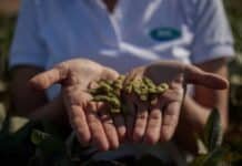 Una variedad de soja alcanzó 5.475 kg/ha y se impuso en tres sitios del oeste bonaerense Productor sostiene vainas de soja en sus manos dentro de un cultivo