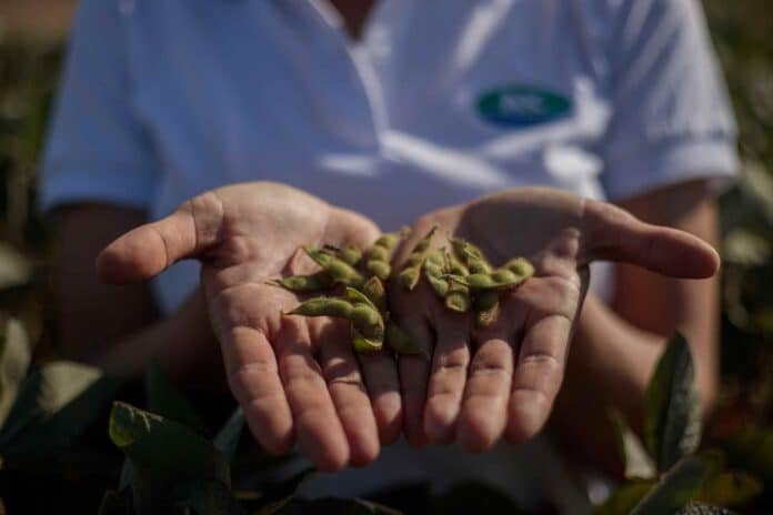 Productor sostiene vainas de soja en sus manos dentro de un cultivo