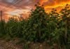 Pasto cubano: detectan capacidad de reproducción en Córdoba y suman un nuevo herbicida para controlarlo Pasto cubano creciendo en forma densa al borde de un camino rural en Córdoba, una maleza invasiva que puede alcanzar gran altura y multiplicarse por semillas viables.